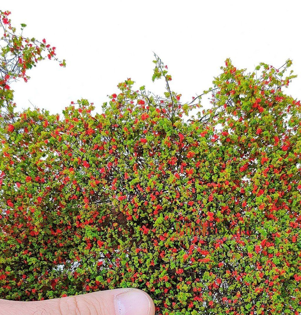 Diorama Presepe 0102 apró levelű hálós kúszónövény, piros virágok 150x220mm