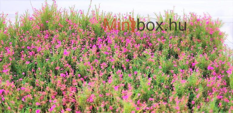 DioramaPresepe dip38317 27mm high- 22 new tufts of green grass with magenta flowers - 27mm magas fűcsomó magenta virágokkal 22db